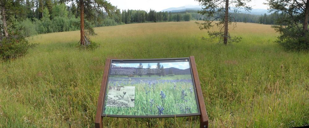 GDMBR: A field of Camas Plants (past their bloom stage).